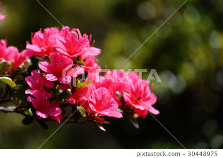 映山紅 映山紅 30448975
