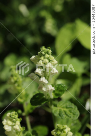 Skullcap Skullcap 30449397