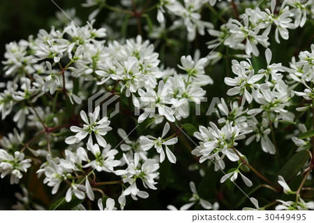 Euphorbia / Diamond Star 30449495