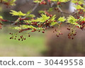 Summer maple 30449558