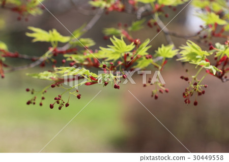 Summer maple Summer maple 30449558