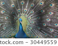 Peacock 30449559