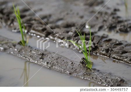 Rice field and seedlings Rice field and seedlings 30449757