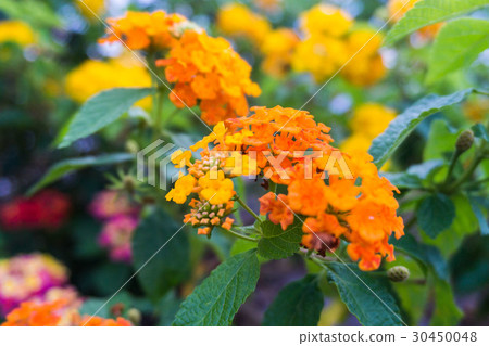 Lantana Camara or known as tickberry 30450048