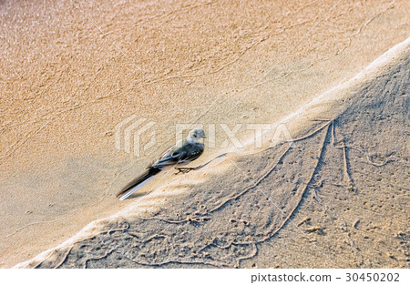 Bird On A Sandy Beach 30450202