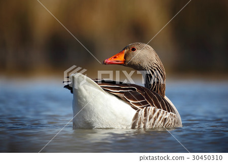Bird Greylag Goose,  floating 30450310