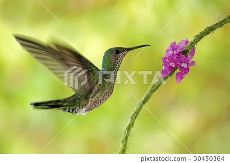 Flying hummingbird White-necked Jacobin Flying hummingbird White-necked Jacobin 30450364