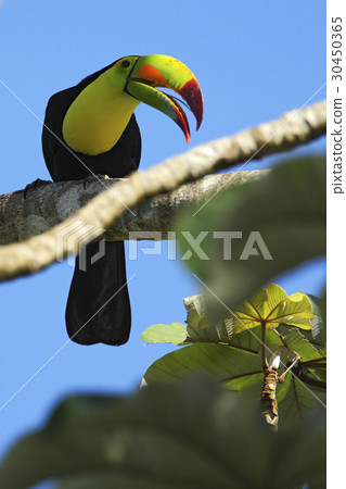 Bird with big bill Keel-billed Toucan, Ramphastos 30450365