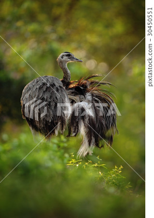Big bird Greater Rhea, Rhea americana 30450551
