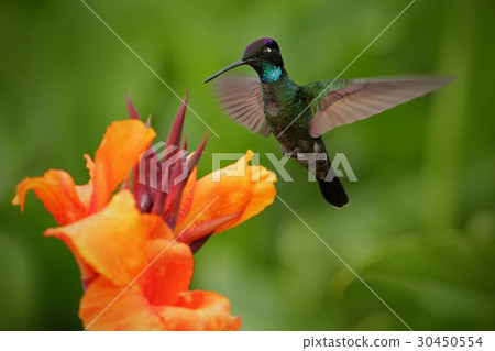 Nice hummingbird, Magnificent Hummingbird, Nice hummingbird, Magnificent Hummingbird, 30450554