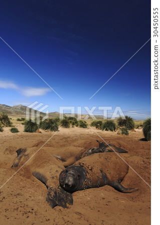 Group of Elephant seal lying in sand blue sky 30450555