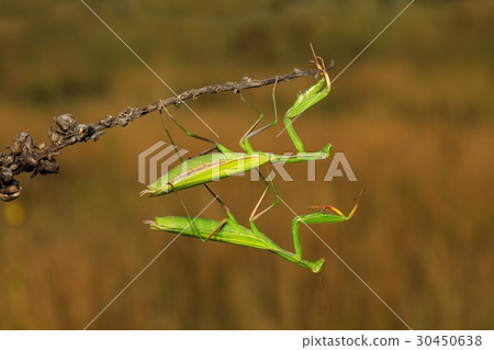 Two green insect praying mantis on flower Two green insect praying mantis on flower 30450638