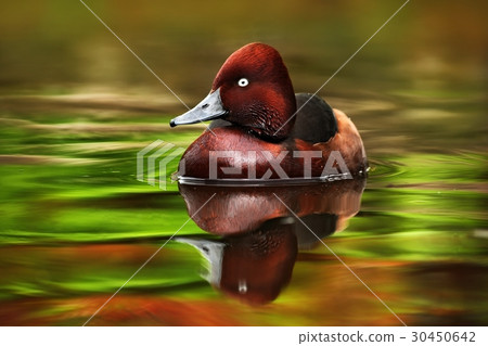 Female of brown Ruddy Duck, Oxyura jamaicensis Female of brown Ruddy Duck, Oxyura jamaicensis 30450642