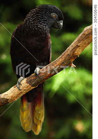 Parrot Black Lory, Chalcopsitta atra, Maluku 30450646