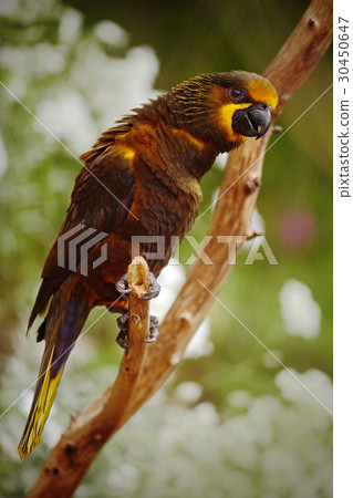 Parrot Brown Lory, Chalcopsitta duivenbodei Parrot Brown Lory, Chalcopsitta duivenbodei 30450647