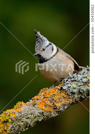 Songbird Crested Tit sitting on beautiful lichen Songbird Crested Tit sitting on beautiful lichen 30450862