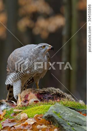 Bird of Prey Goshawk, Accipiter gentilis Bird of Prey Goshawk, Accipiter gentilis 30450866
