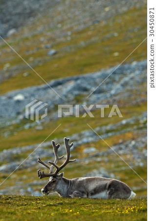 Svalbard Reindeer, Rangifer tarandus 30450871