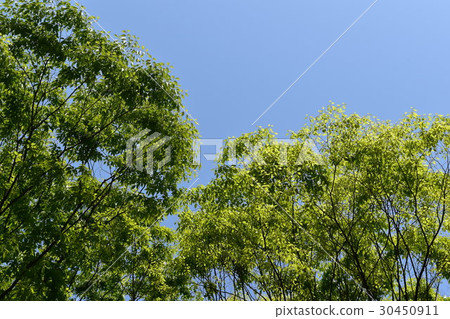 Spring fresh green and blue sky 30450911