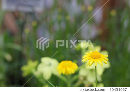 Lasthenia·Coronalia花 30451067