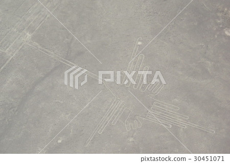 納斯卡的地標蜂鳥 30451071