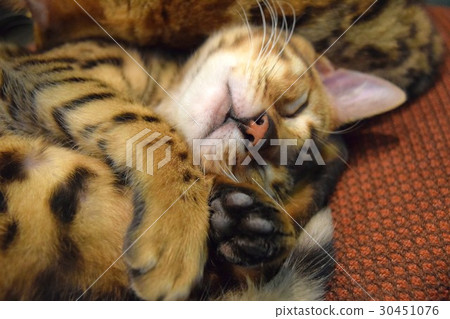 豹貓森林 30451076