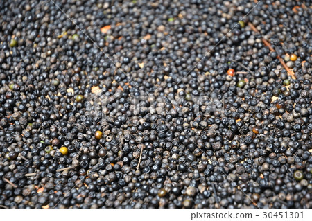 Black pepper 30451301