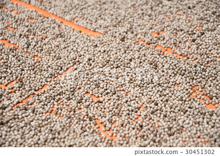 White pepper 30451302