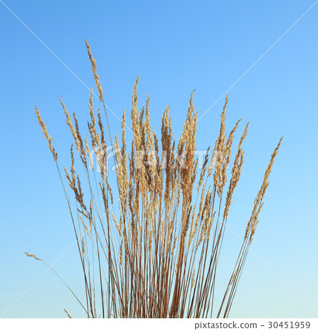 Grass tassels 30451959