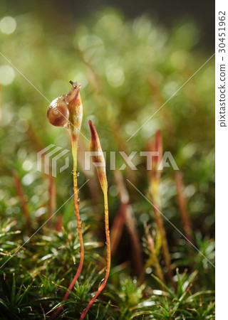 Newborn snail Newborn snail 30451962