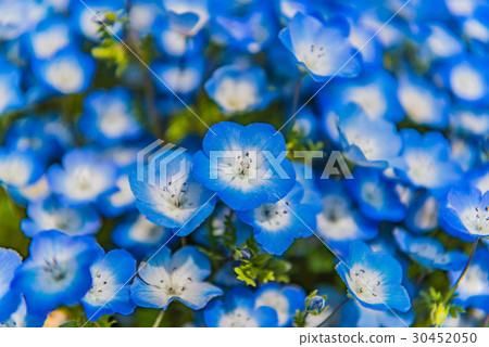 Hitachi seaside park flowering 2017 Hitachi seaside park flowering 2017 30452050