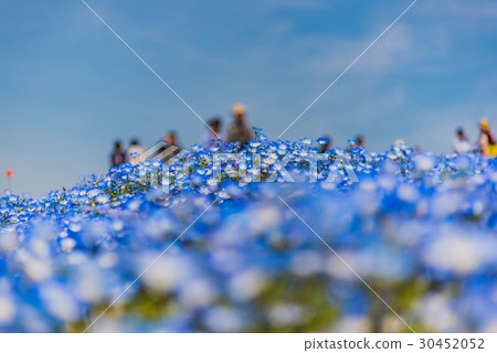 Hitachi seaside park flowering 2017 Hitachi seaside park flowering 2017 30452052
