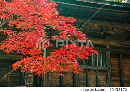 Red Maple of Takanoyama Sanjukudo of Wakayama Kohara 30452170