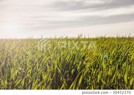 Green field and blue sky 30452370