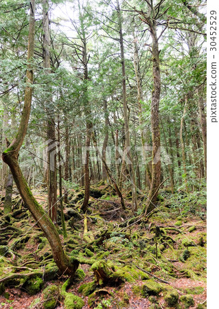 Aokigahara Forest  30452529