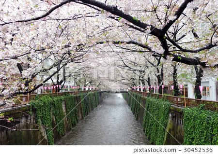 sakura flower season sakura flower season 30452536