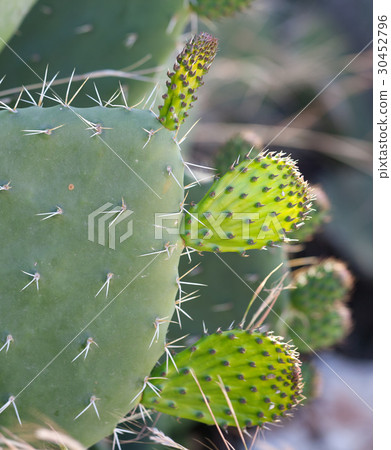 Cactus opuntia (prickly pear) 30452796