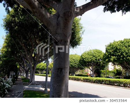 The streets of Beverly Hills The streets of Beverly Hills 30453564