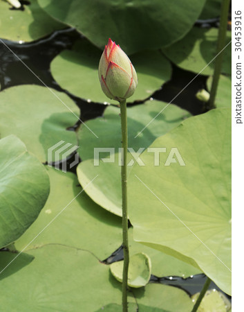 花苞 30453916