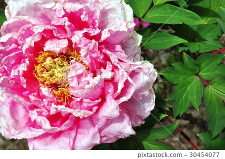 牡丹八千代山茶花 牡丹八千代山茶花 30454077