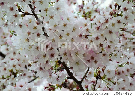 Cherry Blossoms	 30454480