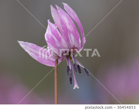 美麗的紅色花朵 美麗的紅色花朵 30454853