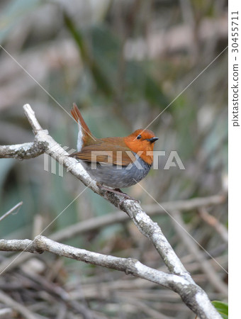 Sagittarius singing voice 3 Sagittarius singing voice 3 30455711