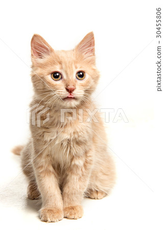 The cat on white background The cat on white background 30455806