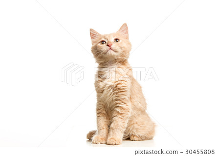 The cat on white background The cat on white background 30455808