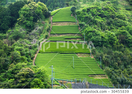Japanese Tea's Tea Field Sprouts New Tea 30455839