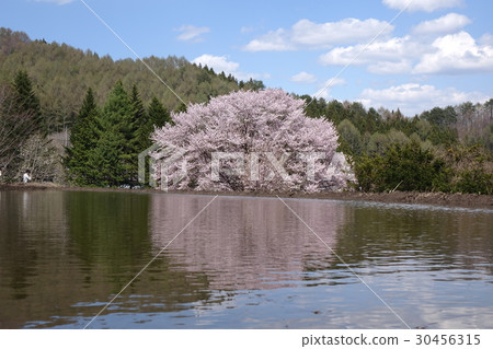 Hikiyama的Tennozakura 30456315