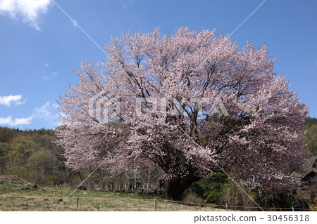 Hikiyama的Tennozakura 30456318
