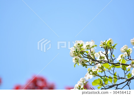 Hanamizuki in full bloom (N) 30456412