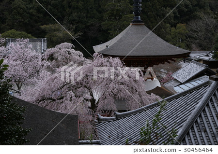 Bungezakura cherry blossoms of Amano-san Kenchoji Bungezakura cherry blossoms of Amano-san Kenchoji 30456464